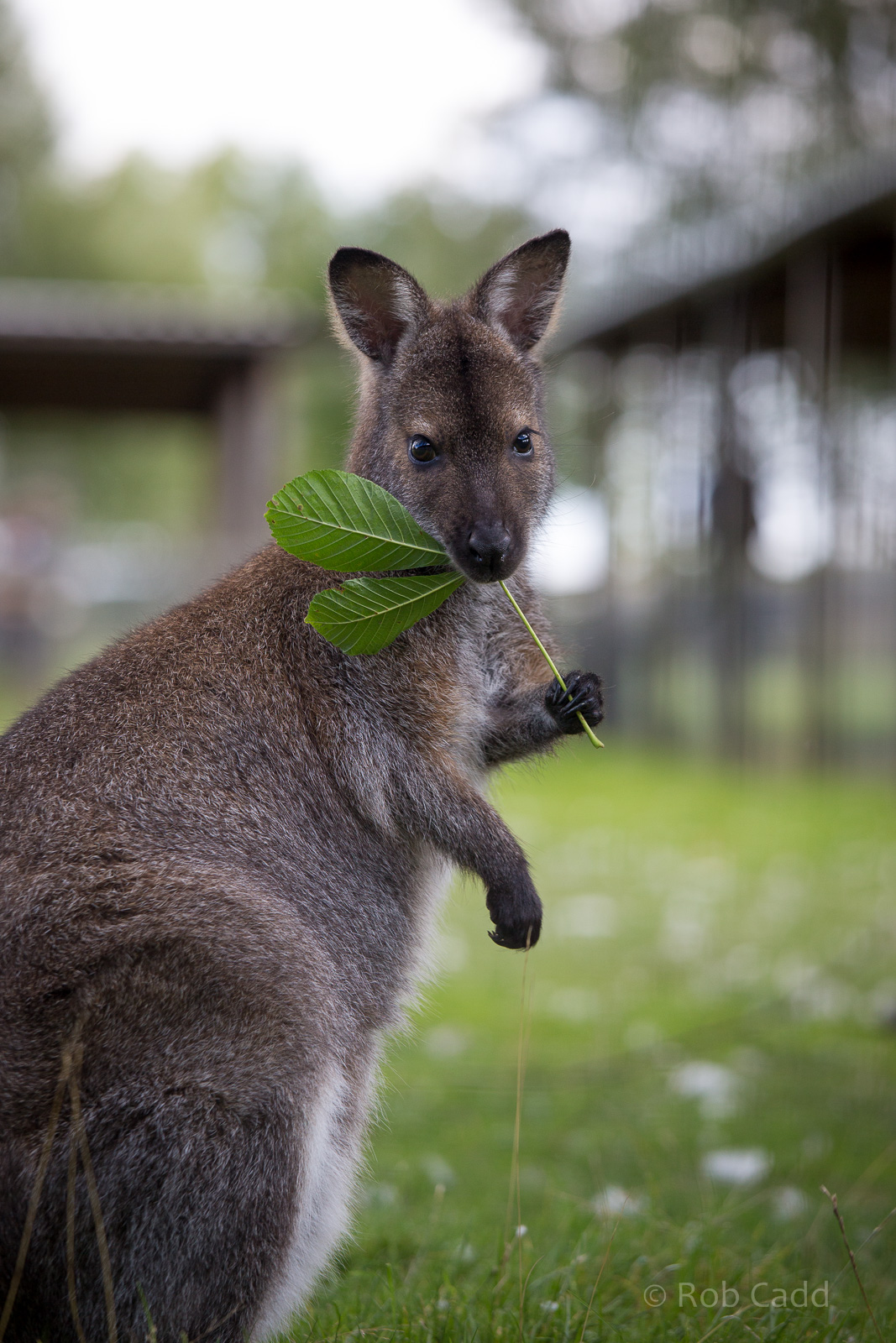 Bennetts wallaby : Hamerton : 31 Aug 2014