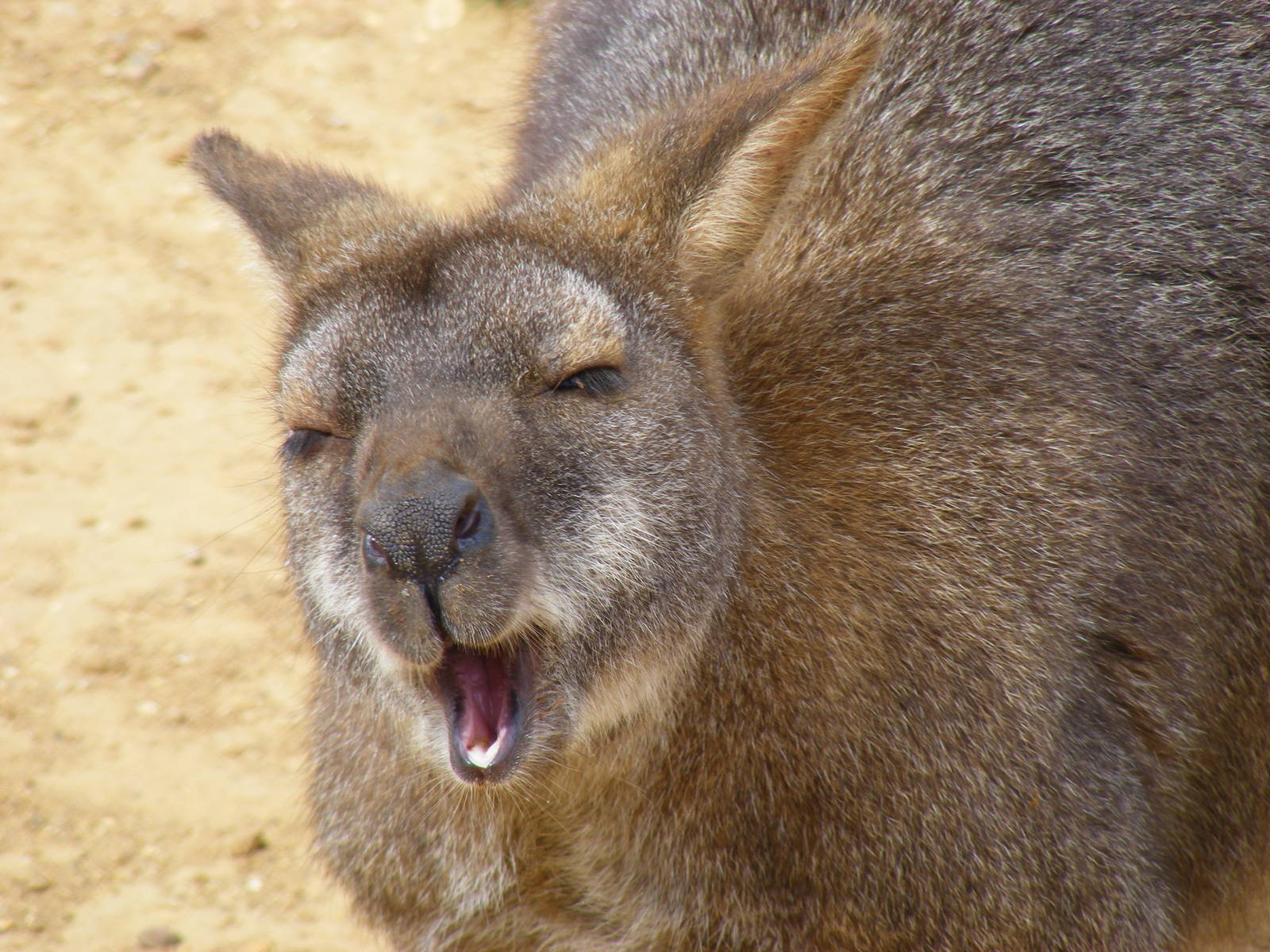 Bennett's wallaby in Wallaby Walkabout exhibit at Colchester Zoo, 28 August