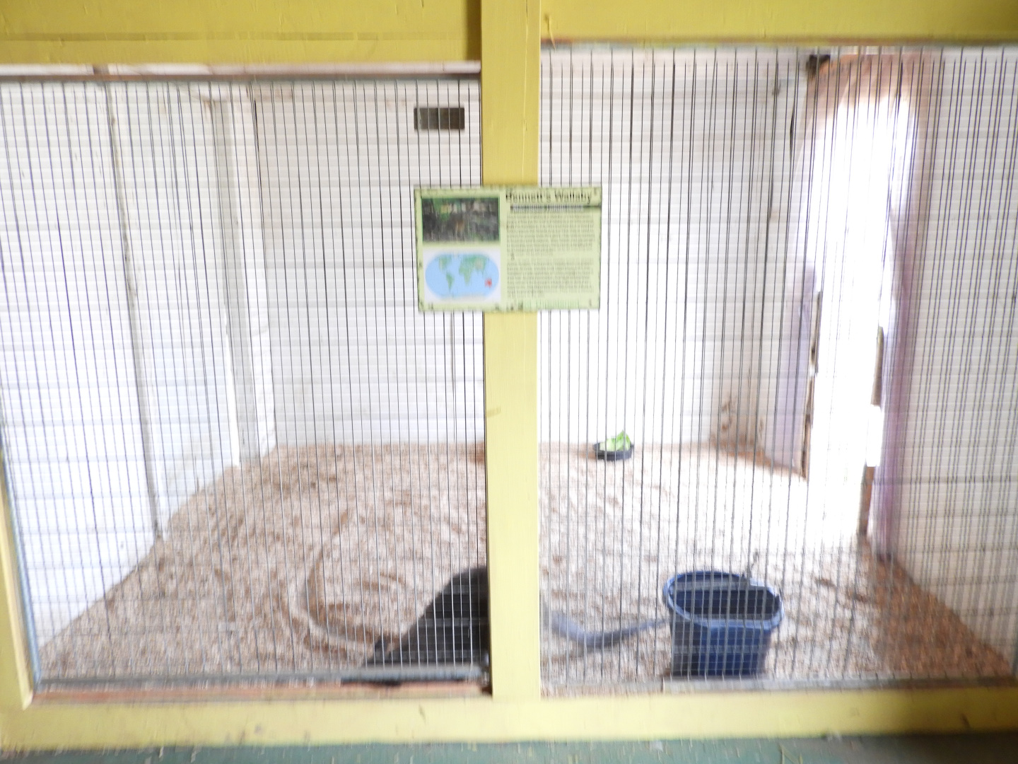 Bennett's Wallaby indoor exhibit - Baby Barn - Animal Gardens Petting Zoo