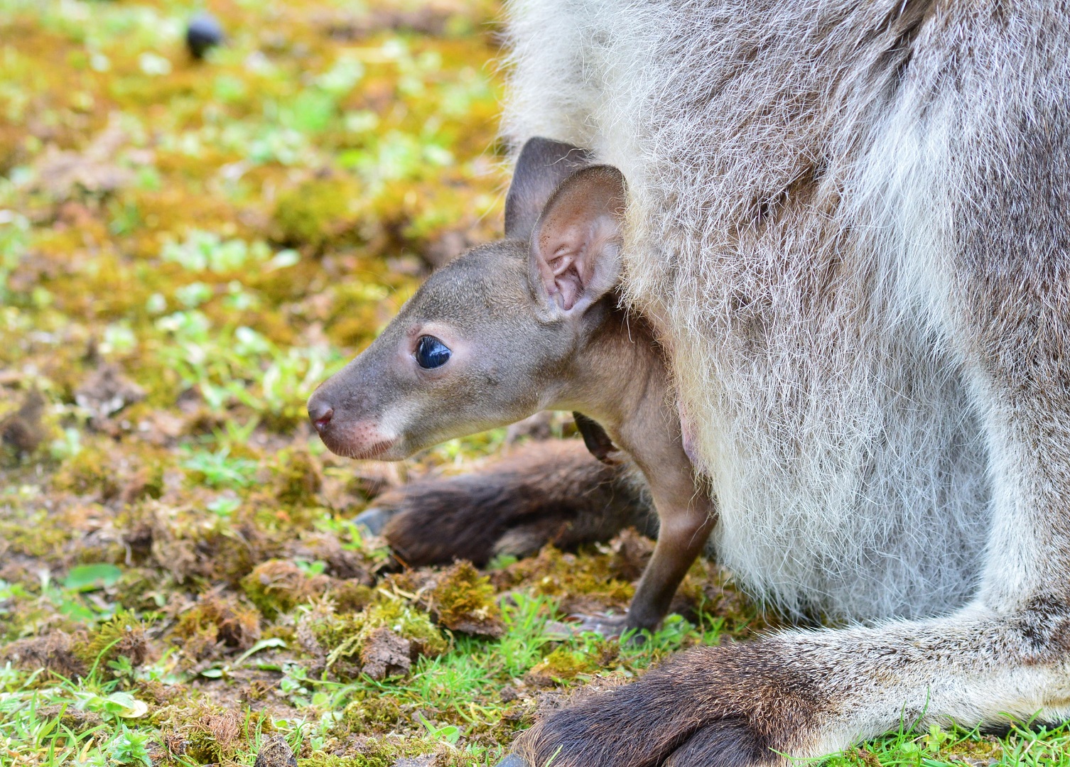 Bennett’s wallaby joey