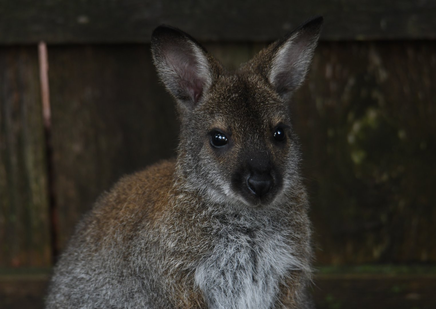 Bennett's wallaby joey