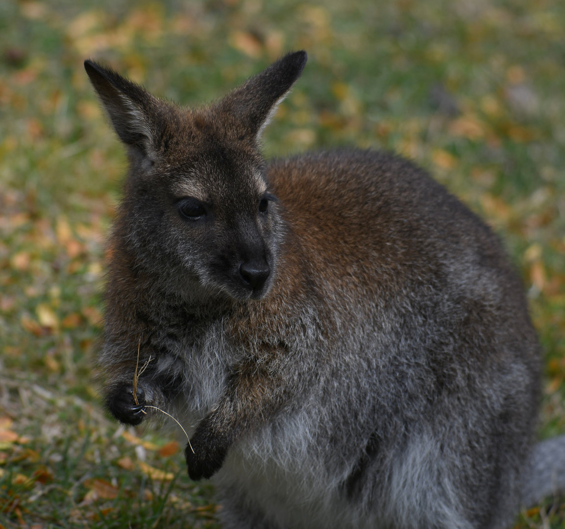 Bennett's wallaby joey