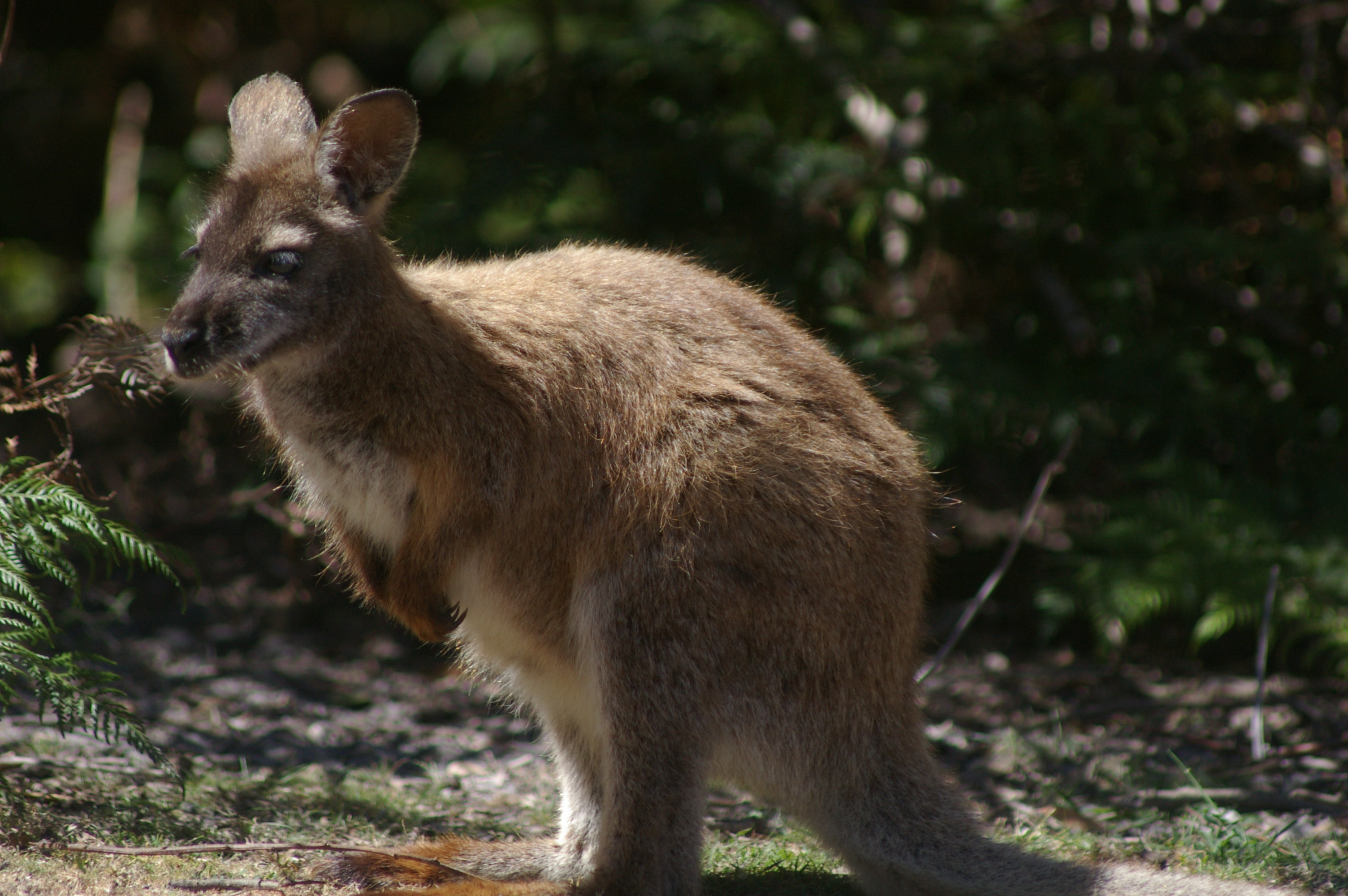 Bennett's Wallaby (Macropus rufogriseus rufogriseus)