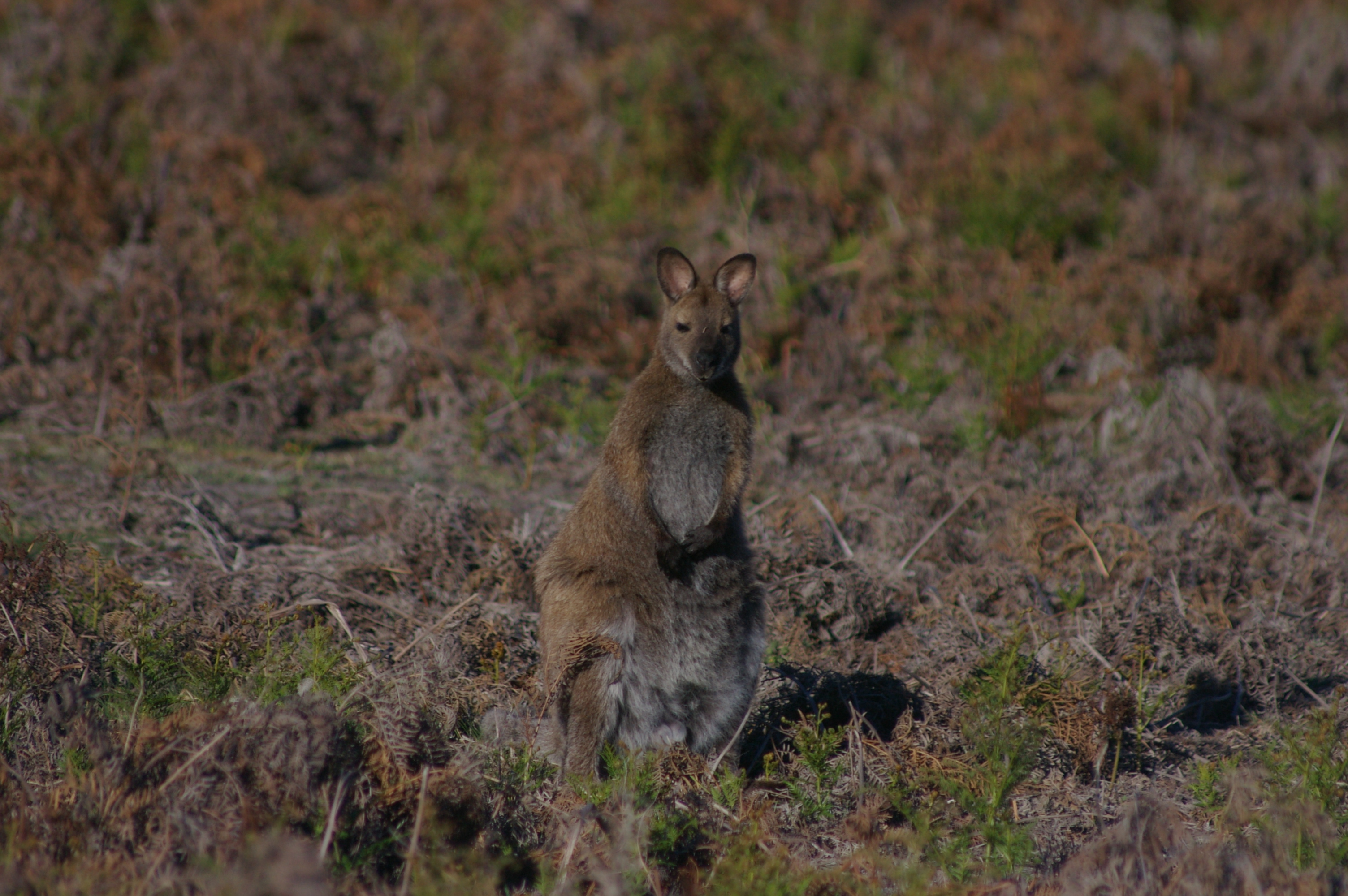 Bennett's Wallaby (Macropus rufogriseus rufogriseus)
