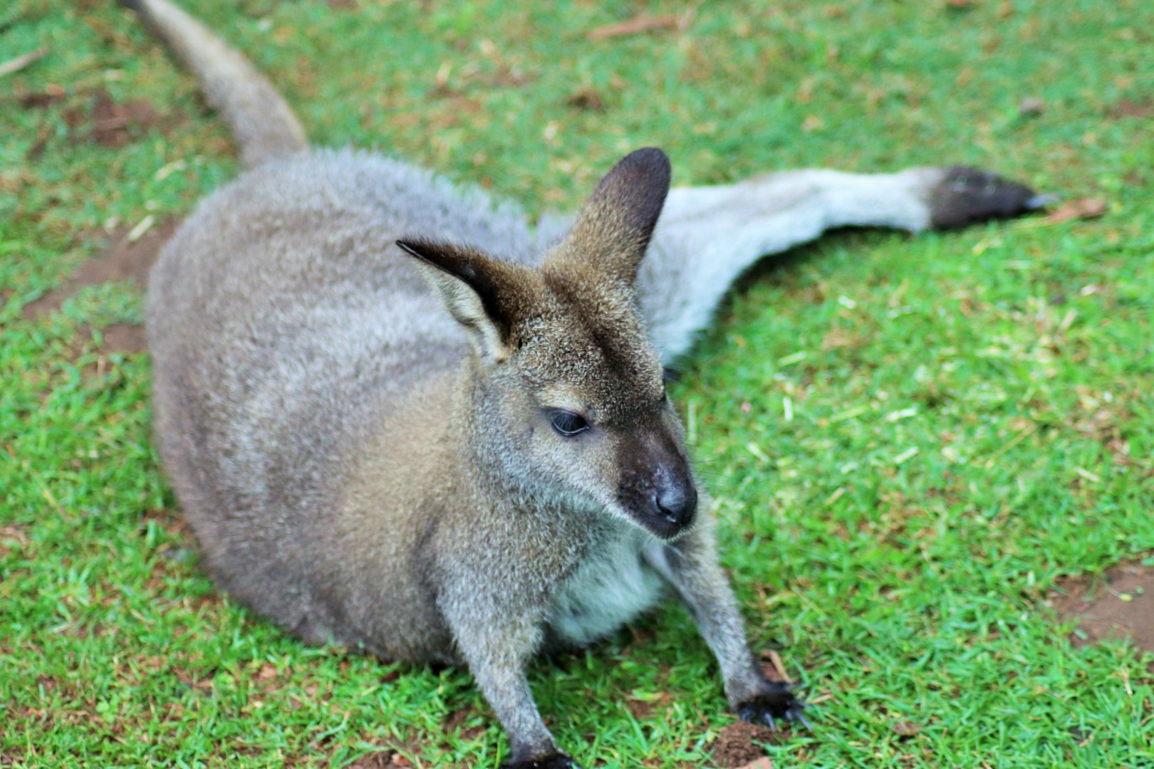 Bennett's Wallaby (Macropus rufogriseus rufogriseus)