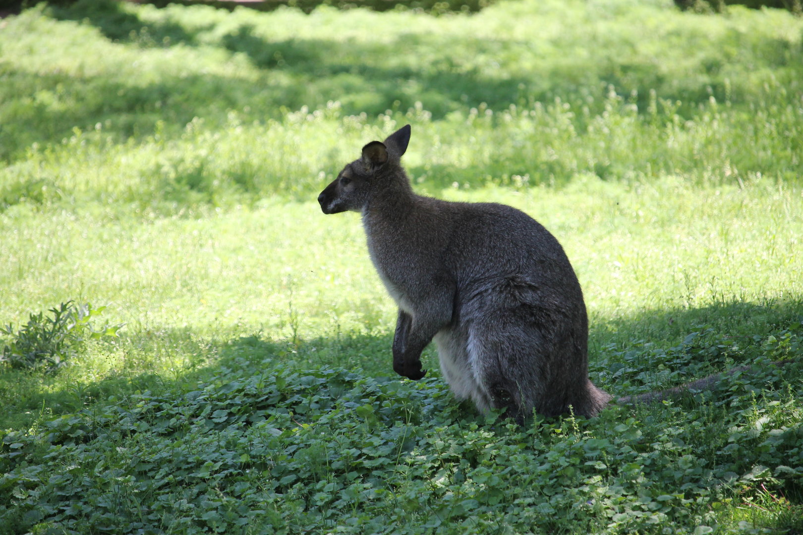Bennett’s Wallaby (Macropus rufogriseus)