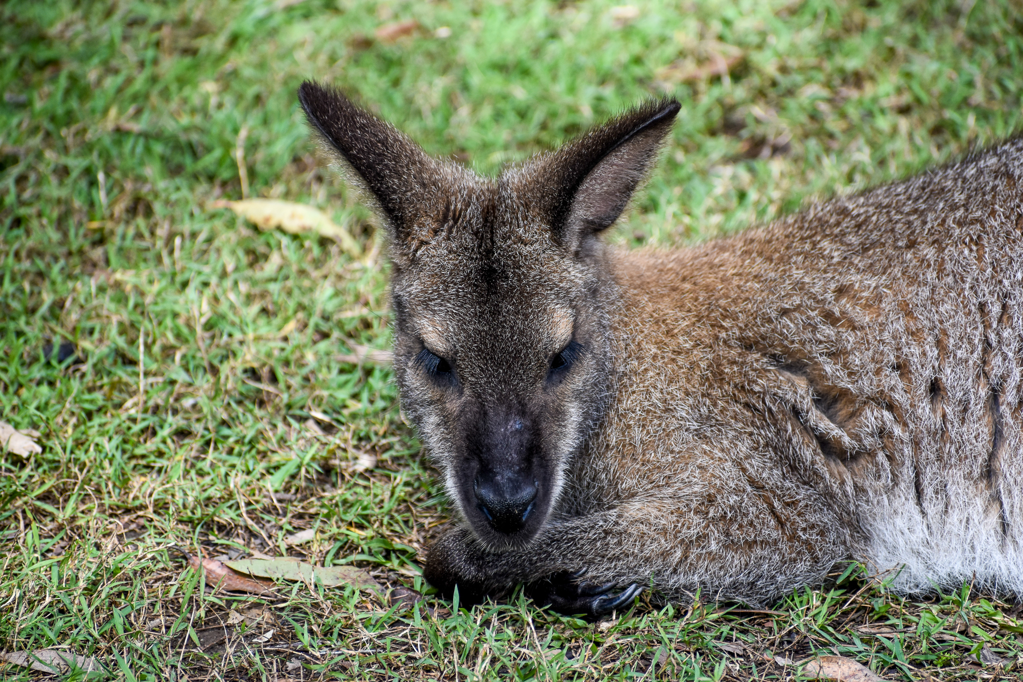 Bennett's wallaby, N. r. rufogriseus