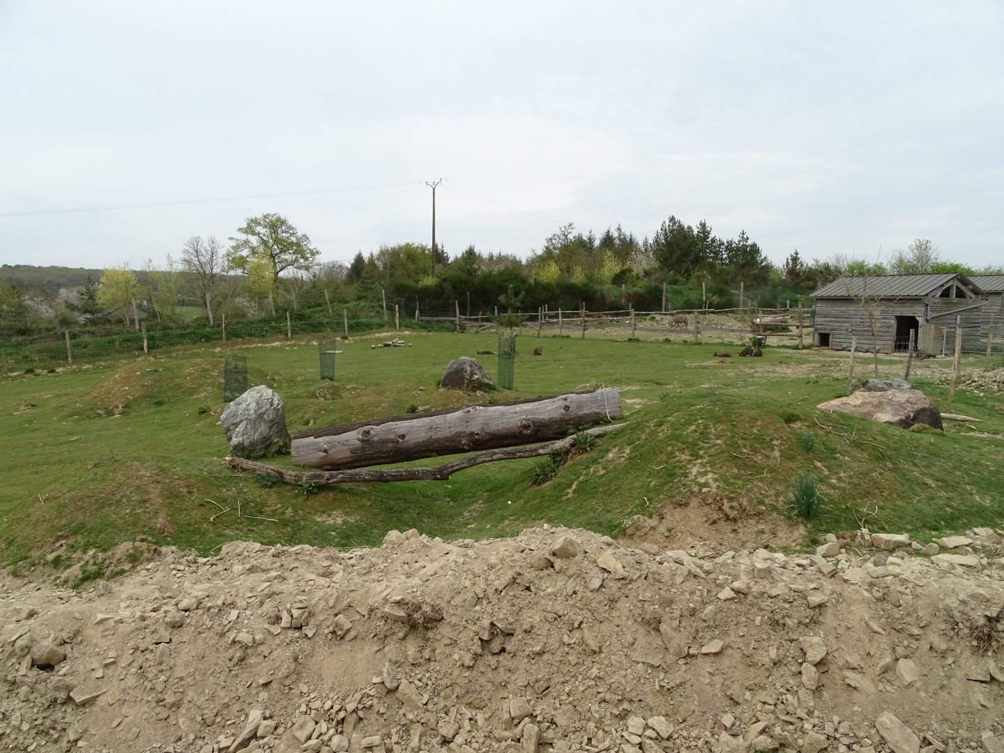 Bennett's wallaby (Notamacropus rufogriseus) and emu (Dromaius novaehollandiae) exhibit - Parc animalier d'Ecouves
