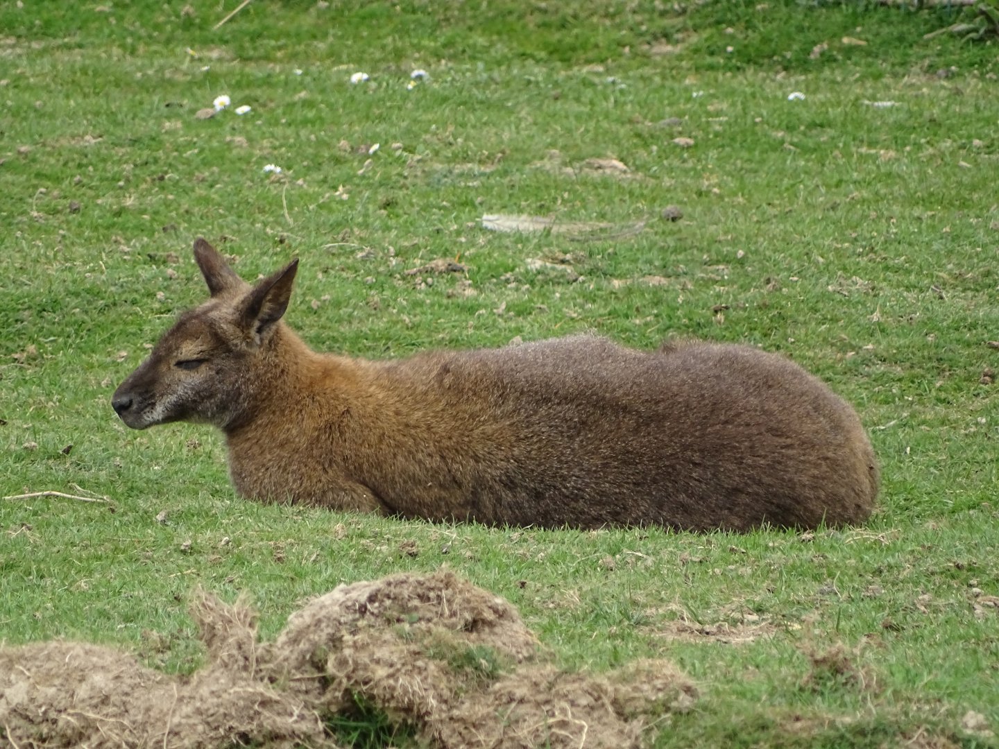 Bennett's wallaby (Notamacropus rufogriseus) - Parc animalier d'Ecouves
