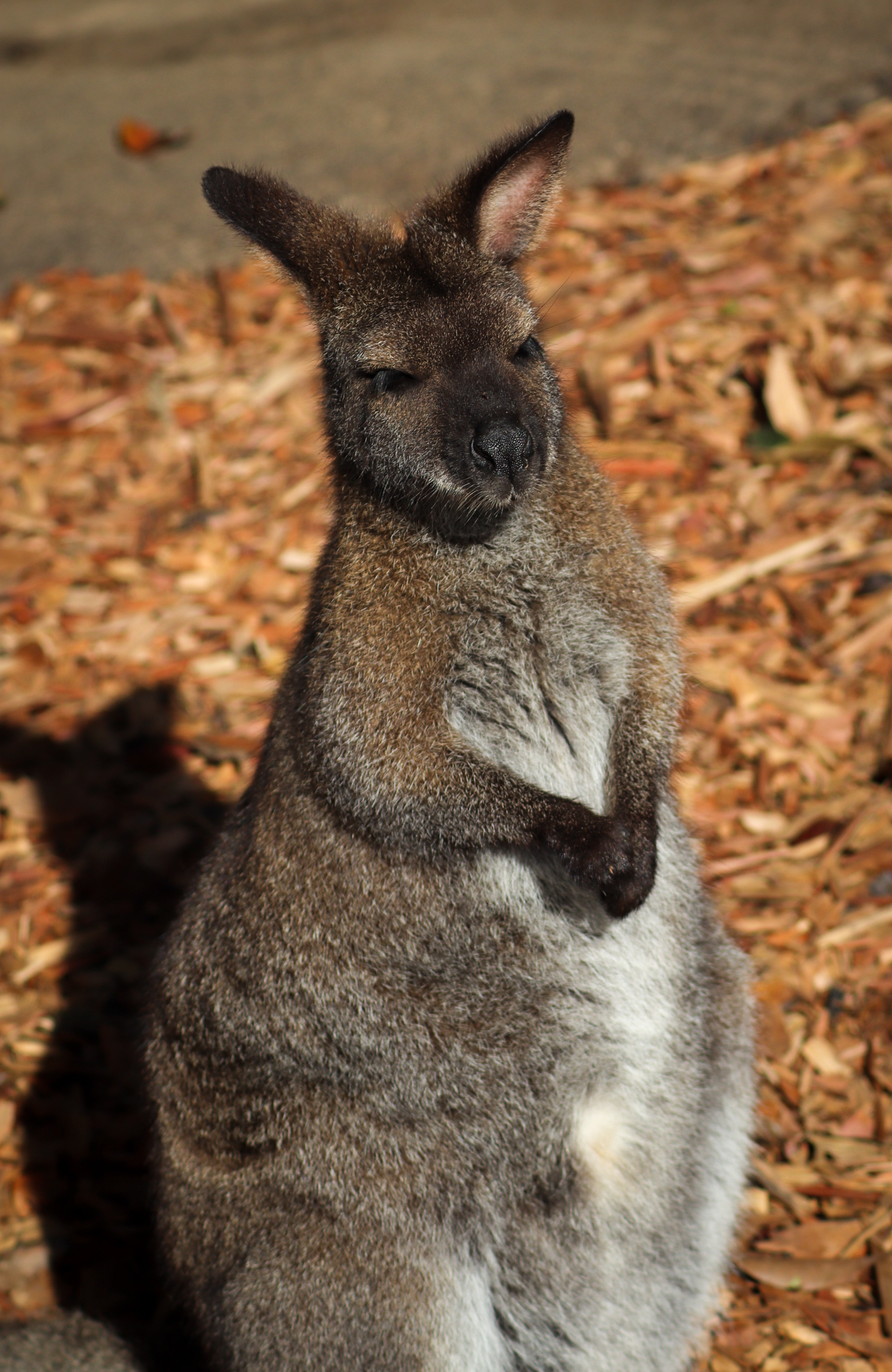 Bennett's Wallaby (Notamacropus rufogriseus rufogriseus)
