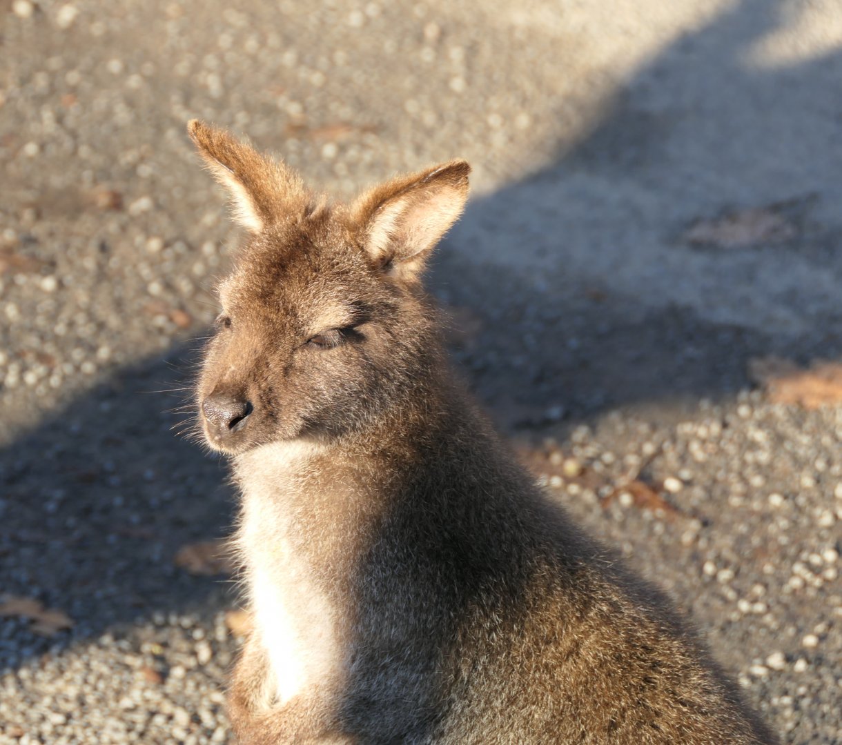 Bennett's Wallaby (Notamacropus rufogriseus rufogriseus)