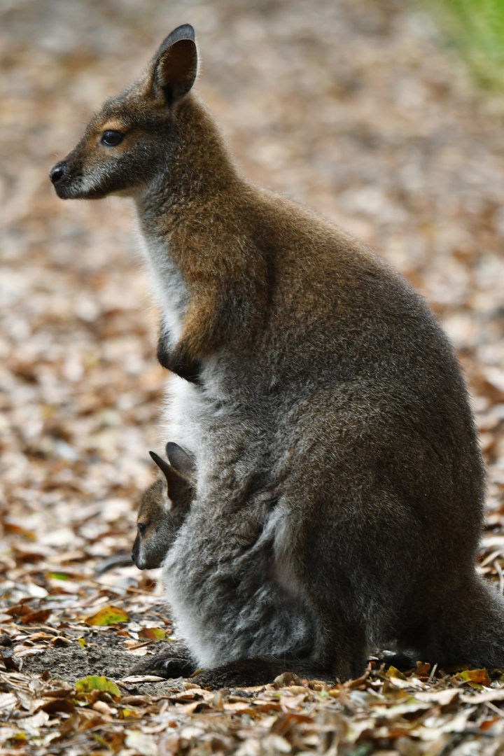 Bennett's wallaby (Notamacropus rufogriseus)