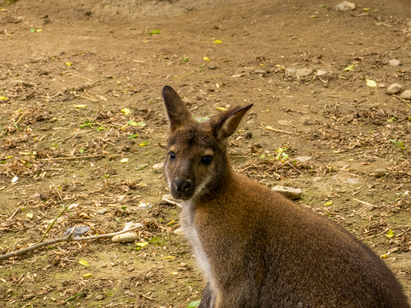 Bennett's wallaby (Notamacropus rufogriseus)