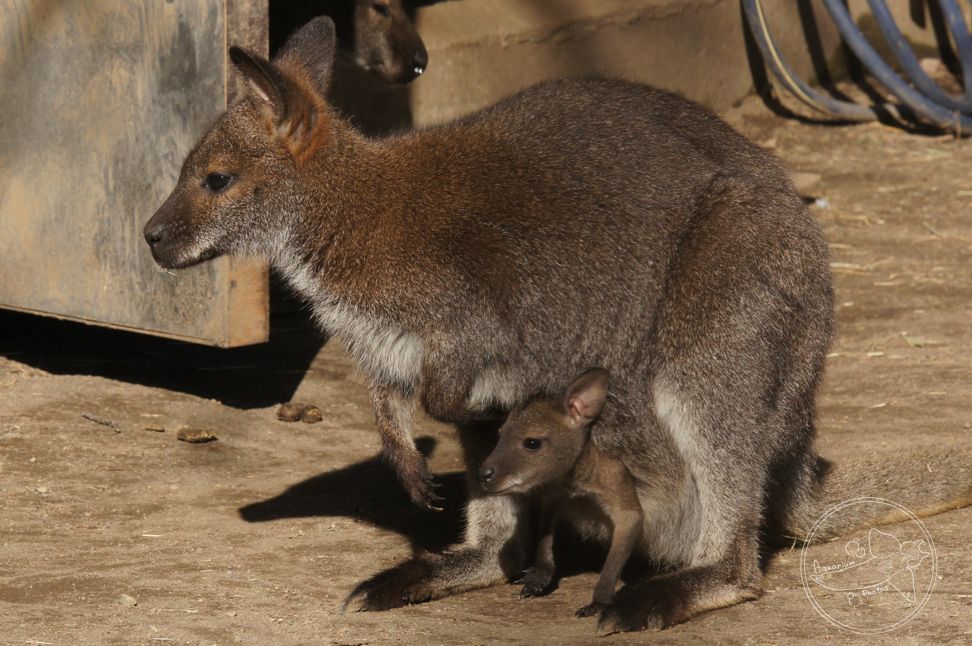 Bennett's Wallaby (Notamacropus rufogriseus)