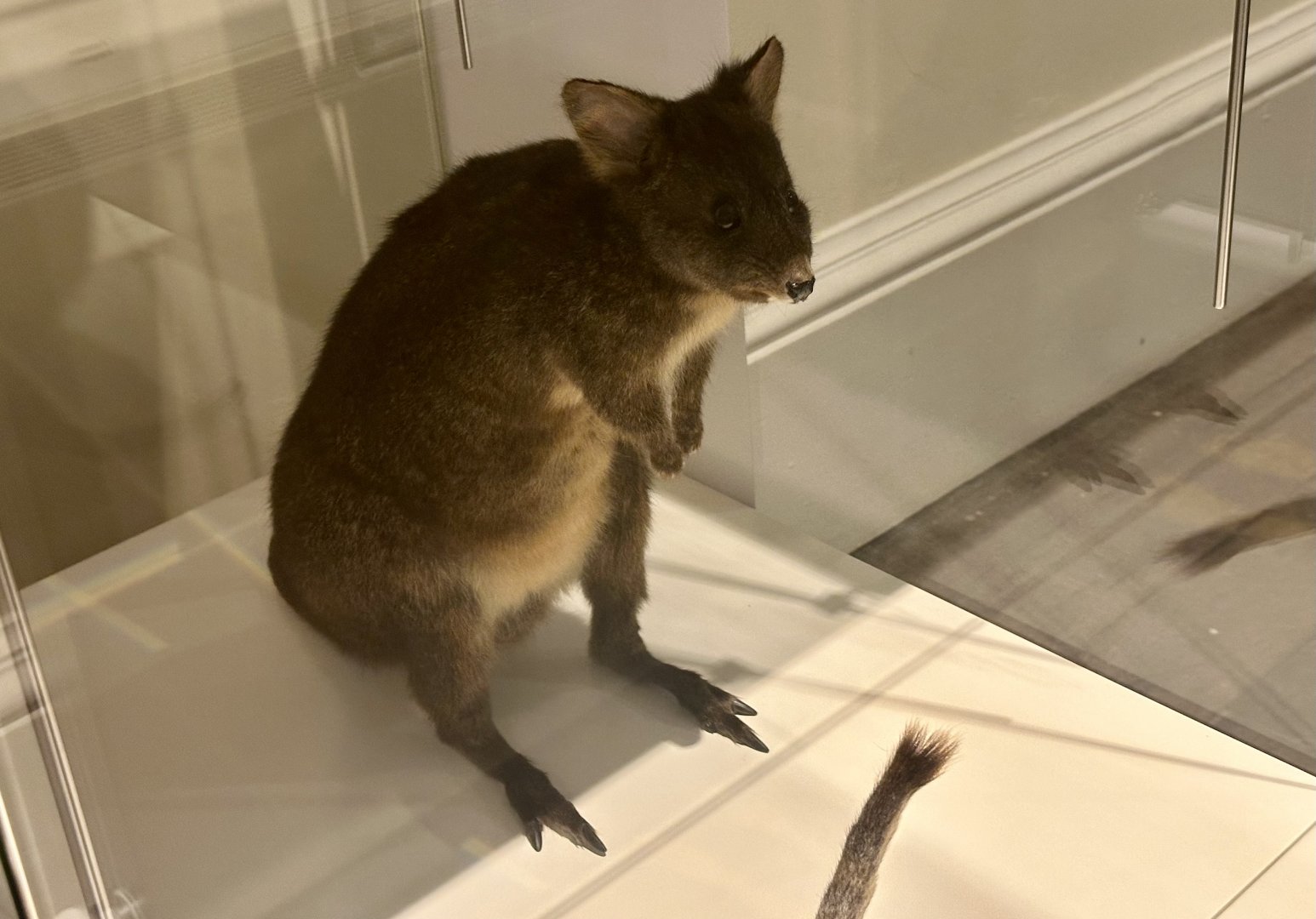 Bennett’s wallaby (Notamacropus rufogriseus)