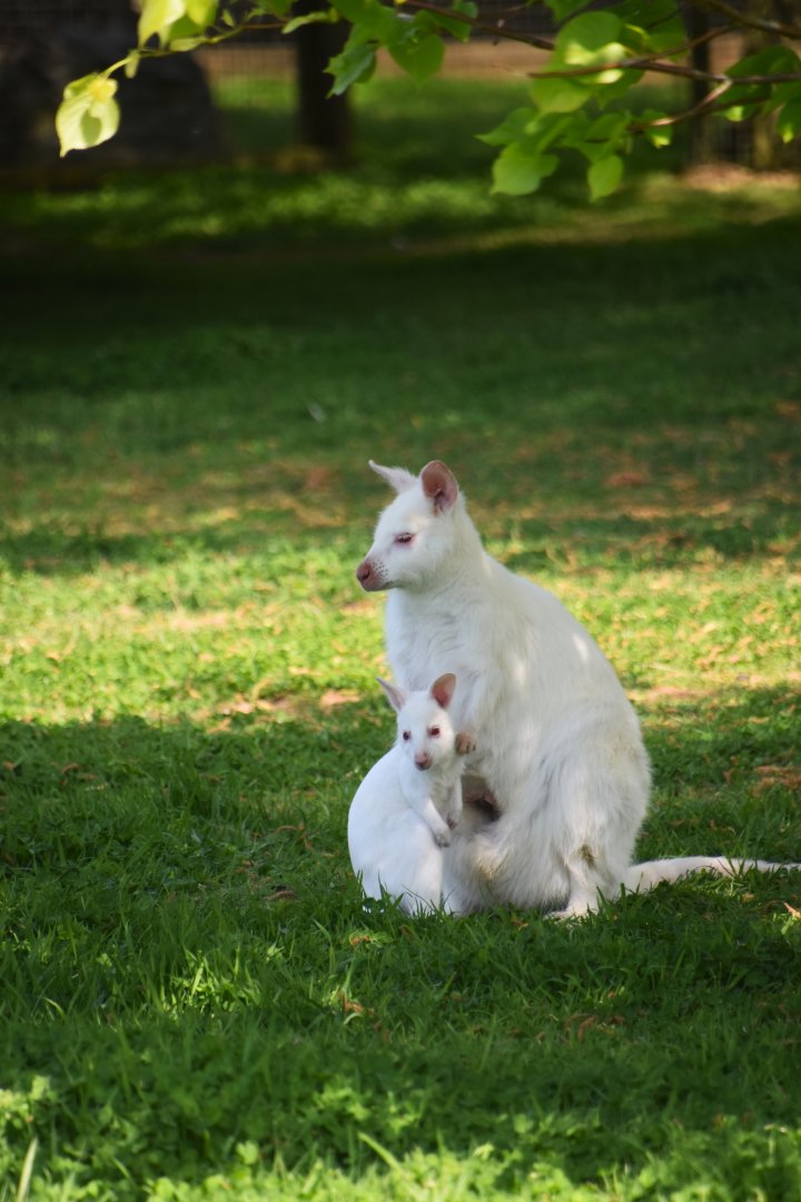 Bennett's wallaby, Notamacropus rufogriseus