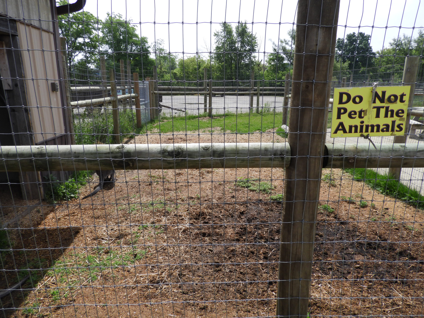 Bennett's Wallaby outdoor exhibit (first half) - Baby Barn - Animal Gardens Petting Zoo