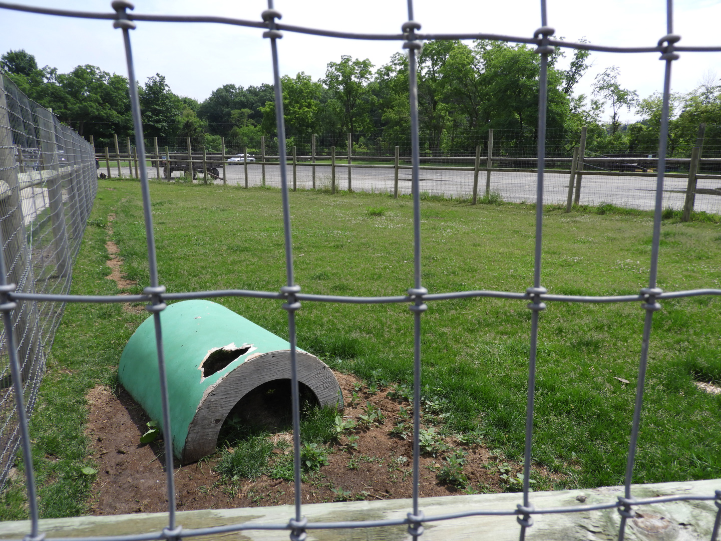 Bennett's Wallaby outdoor exhibit (second half) - Baby Barn - Animal Gardens Petting Zoo