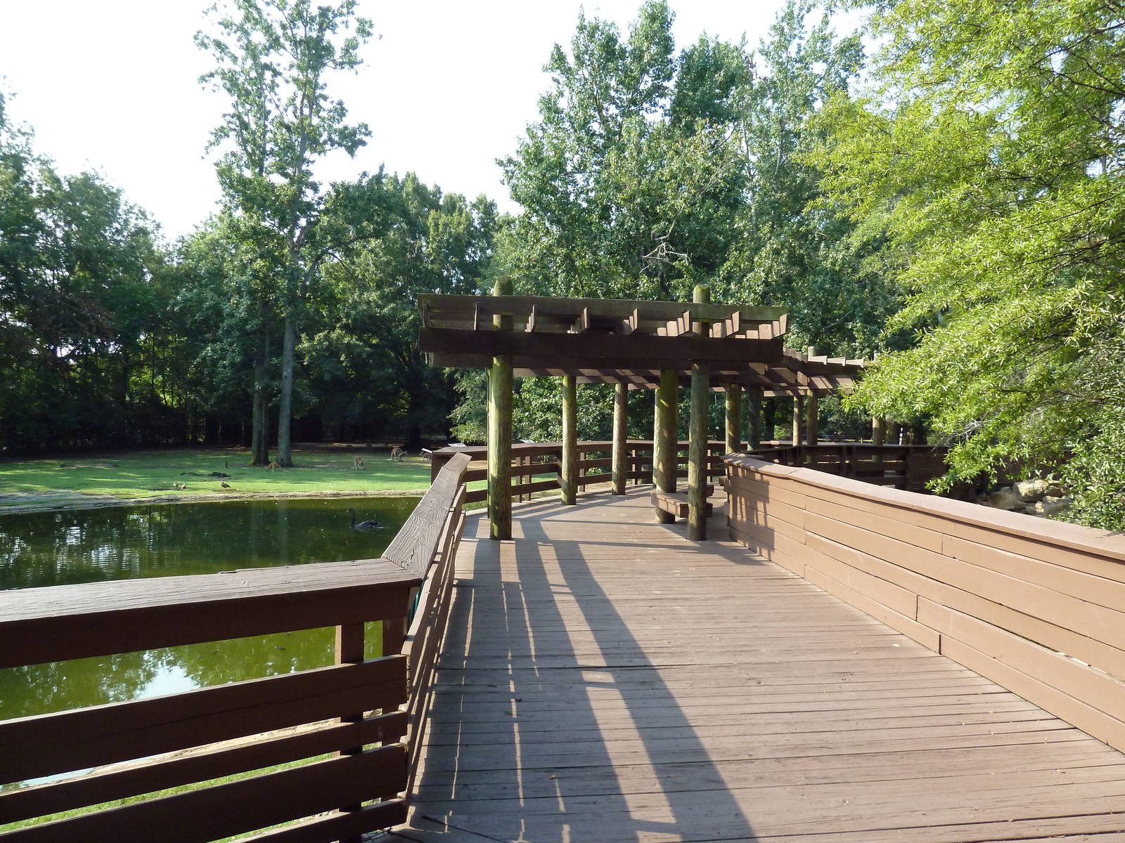 Bennett's Wallaby/Red Kangaroo/Black Swan Exhibit - Boardwalk