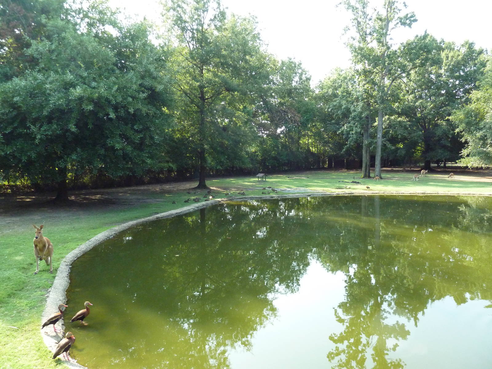 Bennett's Wallaby/Red Kangaroo/Black Swan Exhibit