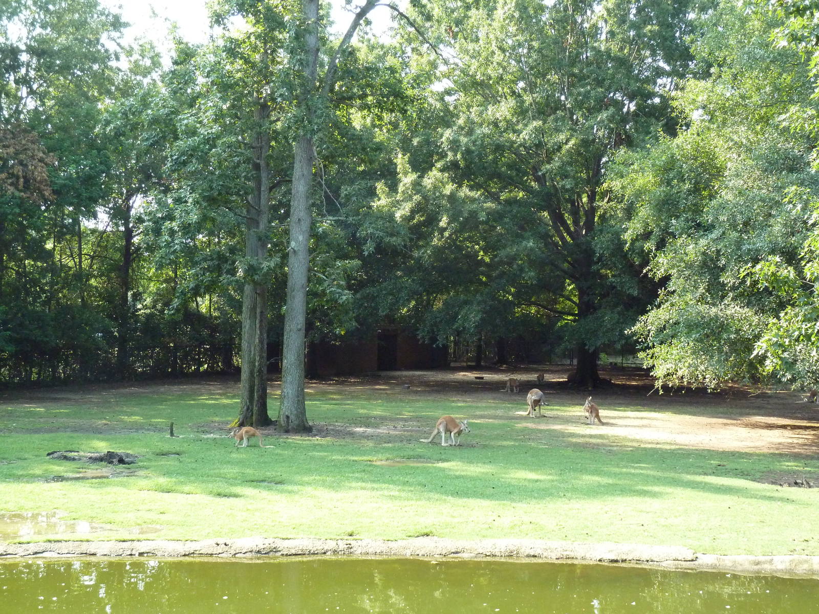 Bennett's Wallaby/Red Kangaroo/Black Swan Exhibit