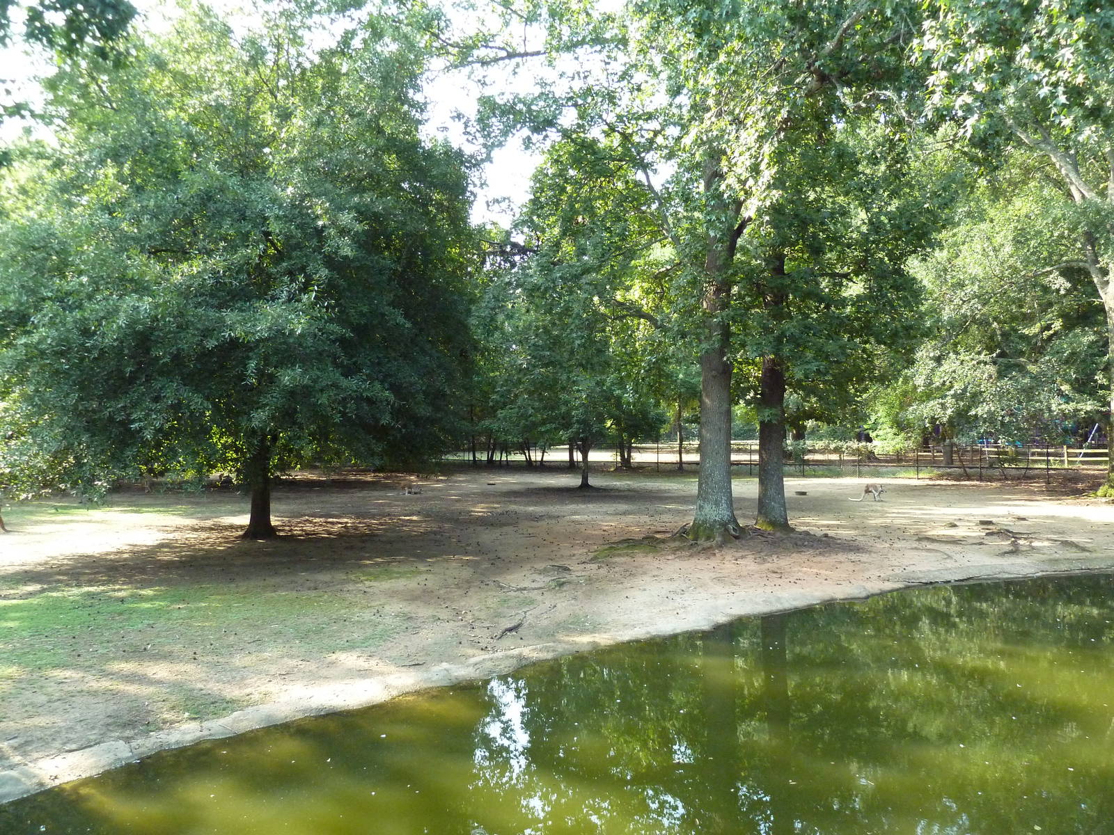 Bennett's Wallaby/Red Kangaroo/Black Swan Exhibit