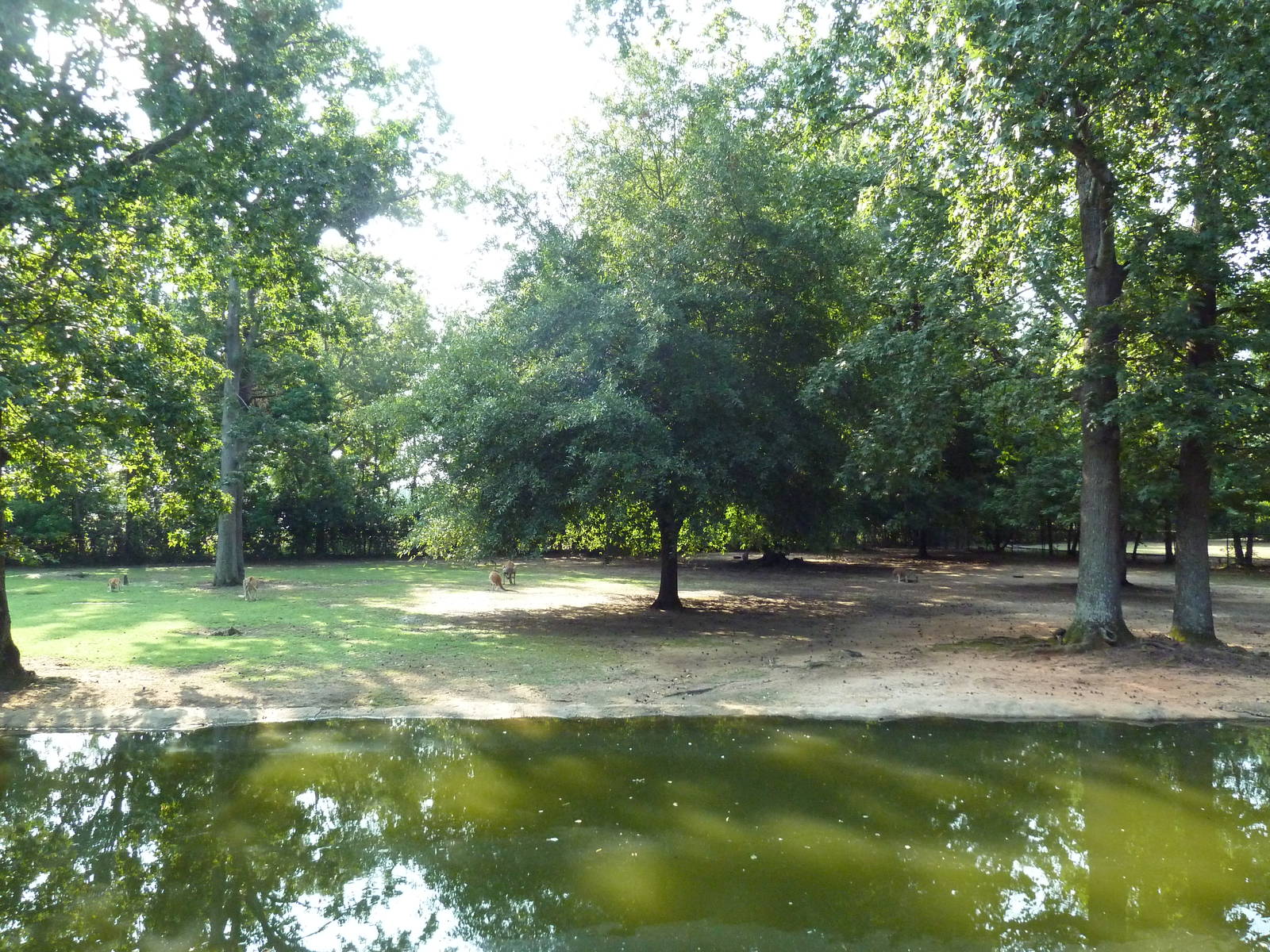 Bennett's Wallaby/Red Kangaroo/Black Swan Exhibit