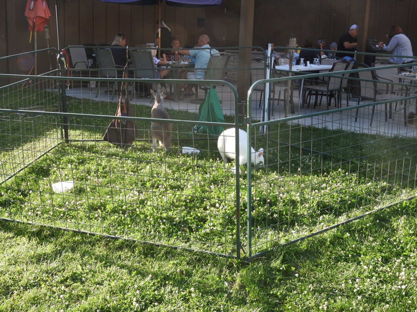Bennett's Wallaby/Red Kangaroo exhibit