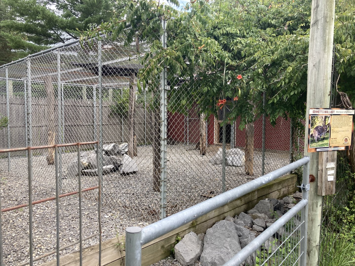 Bennett’s Wallaby / Red Necked Wallaby Exhibit