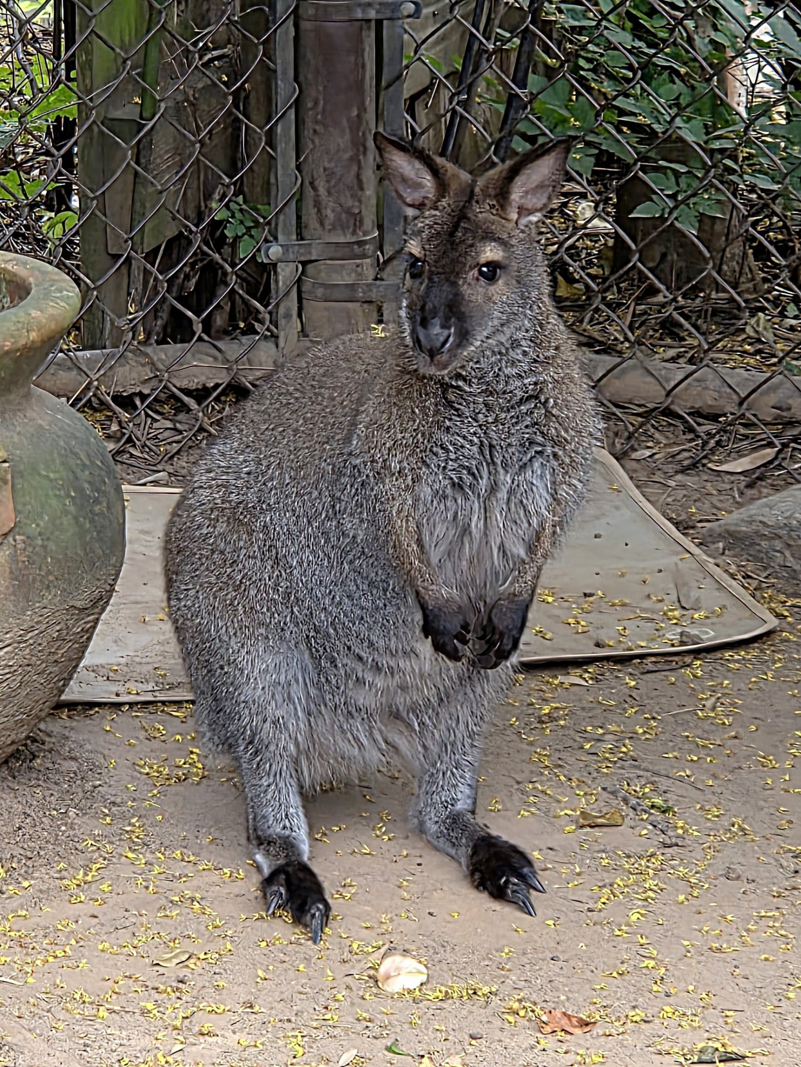 Bennett's Wallaby  - Riverbanks Zoo