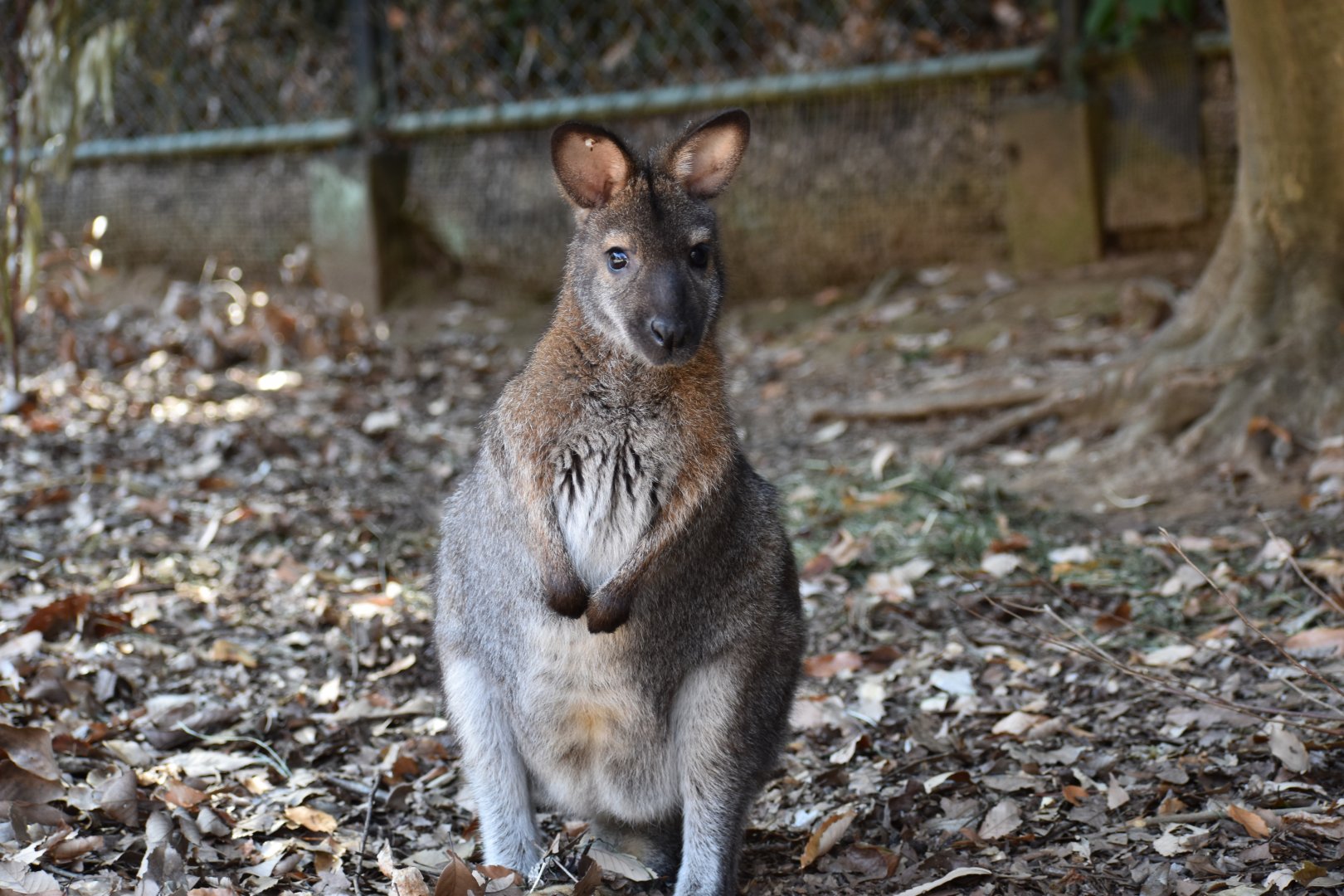 Bennett's Wallaby ~ Saitama Children's Zoo