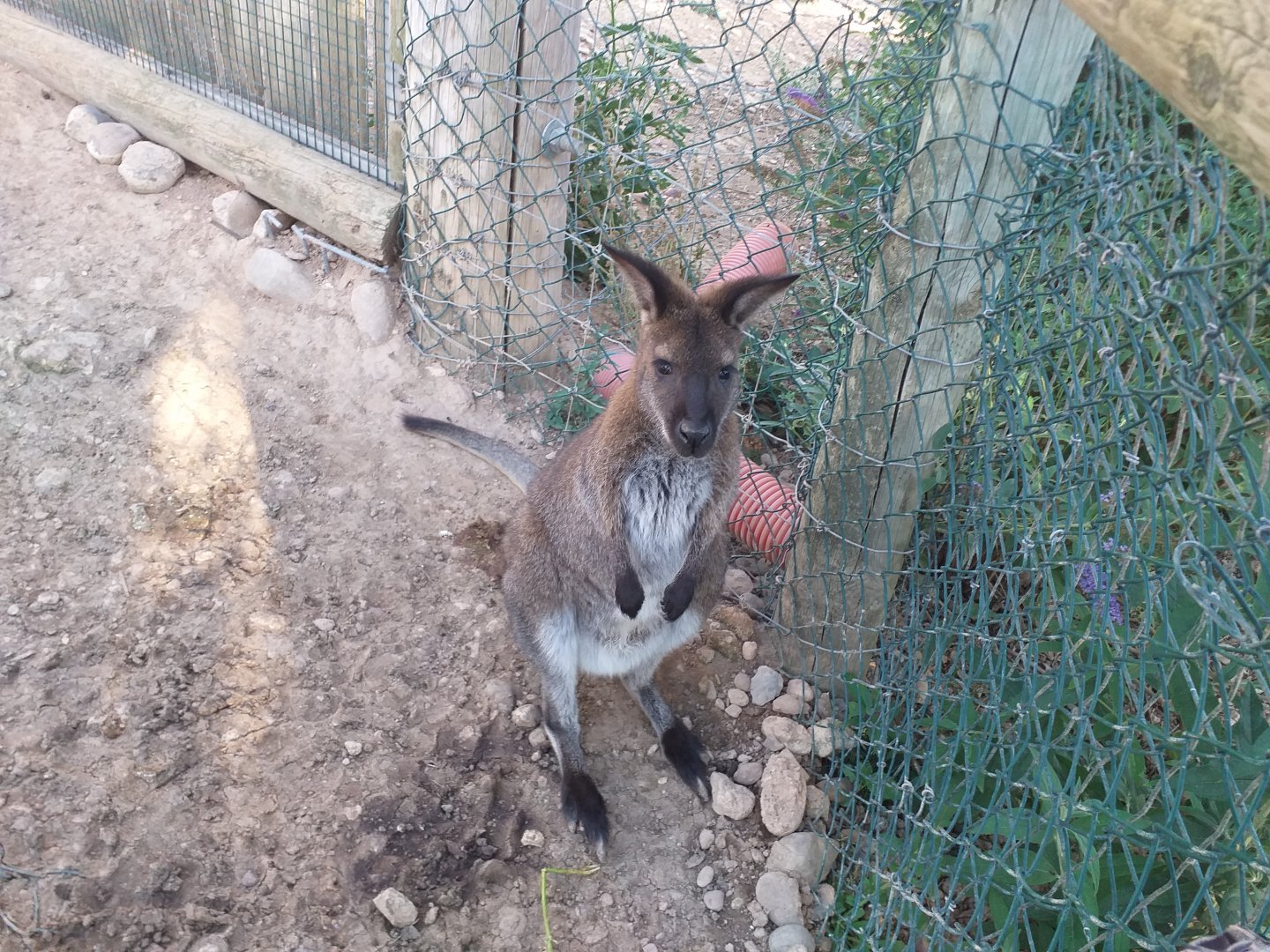 Bennett's wallaby -Sendaviva (2020)