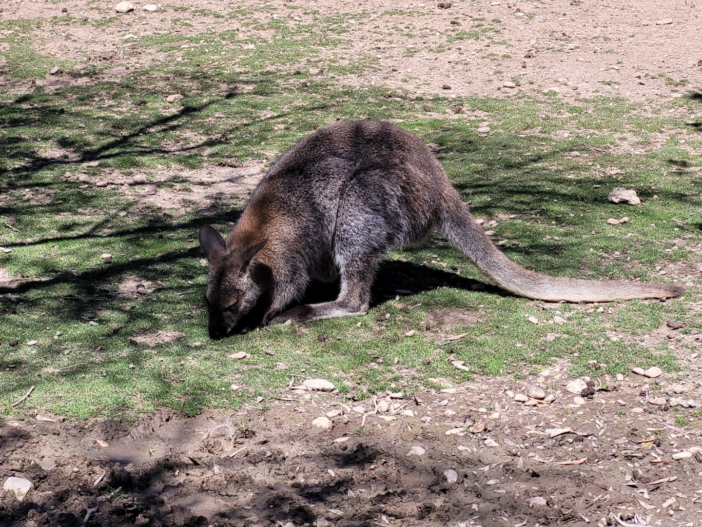 Bennett's wallaby -Sendaviva (2024)