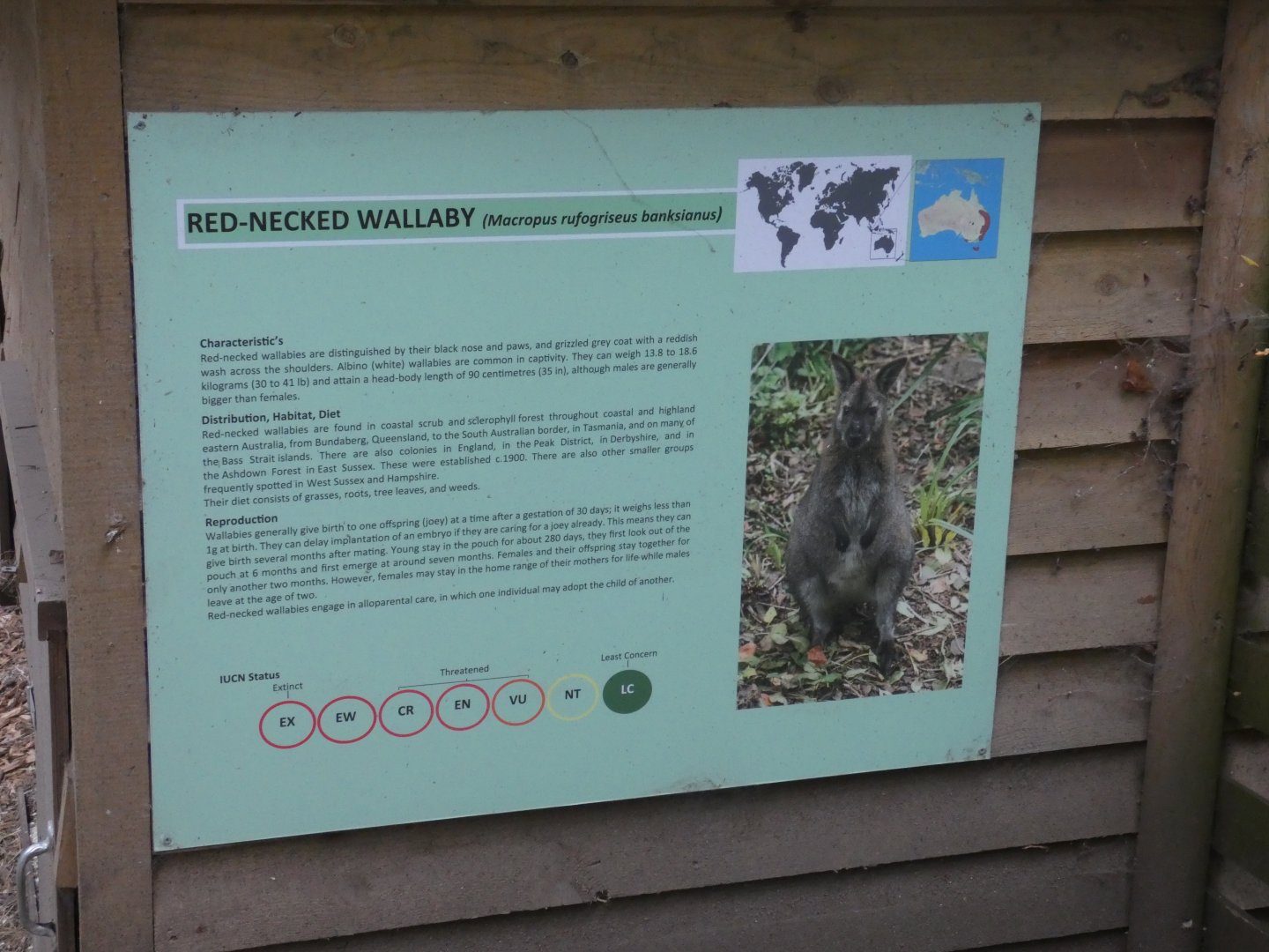 Bennett's Wallaby signage