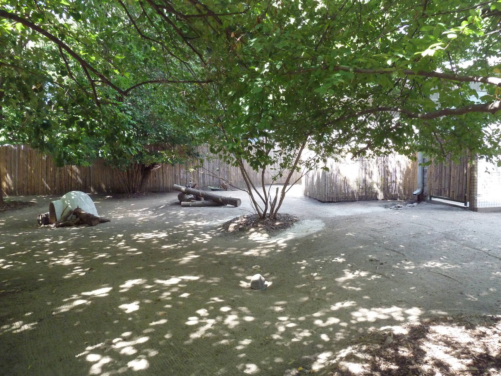 Bennett's Wallaby/Tammar Wallaby/Reeve's Muntjac Exhibit