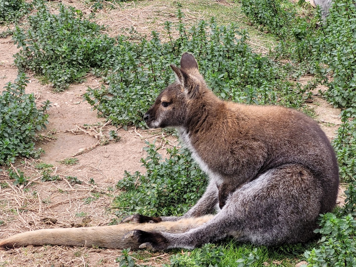 Bennett's wallaby -TerraNatura Benidorm (2022)