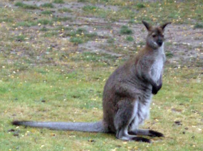 Bennett's Wallaby (Wallabia bennetti)