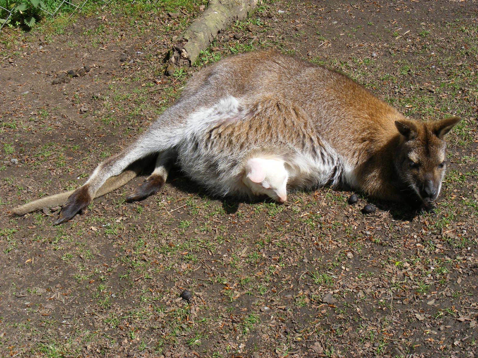 Bennett's wallaby with albino joey at Manor House Wildlife Park, 2 May 2010