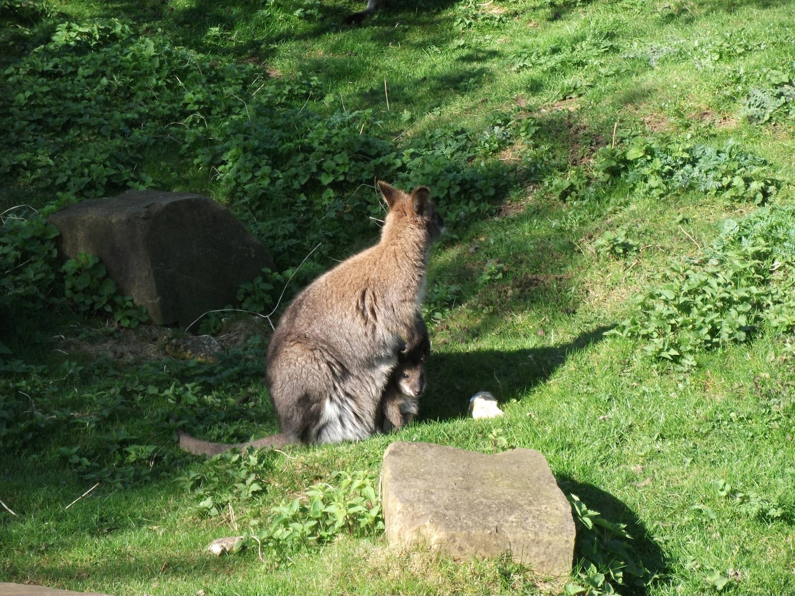 Bennetts wallaby with baby