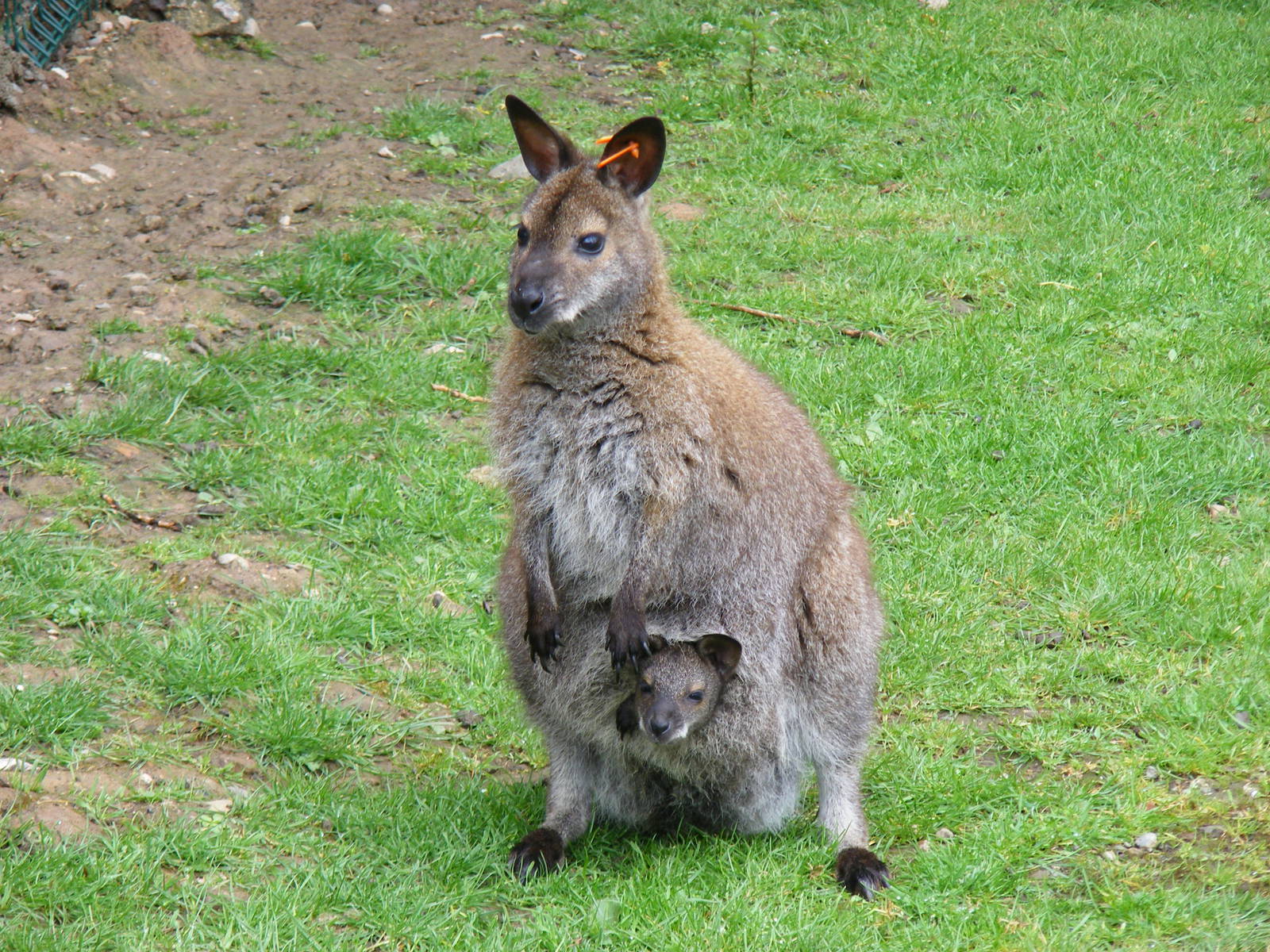 Bennett's wallaby with joey at Blackpool Zoo, 13 June 2011
