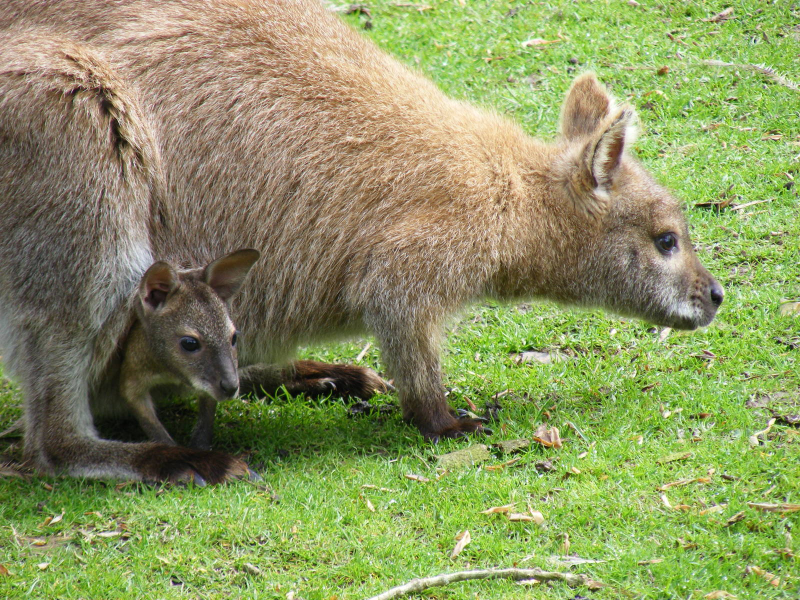 Bennett's wallaby with joey at Galloway Wildlife Conservation Park, 16 May