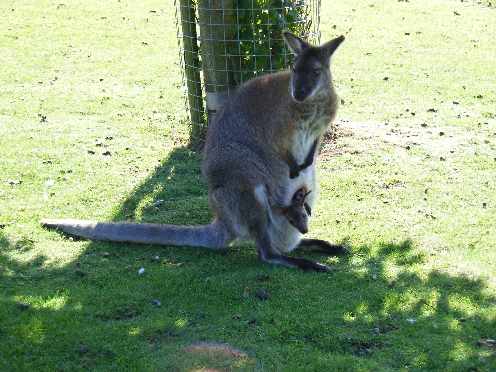 Bennett's wallaby with joey at Hamerton Zoo, 12 September 2010