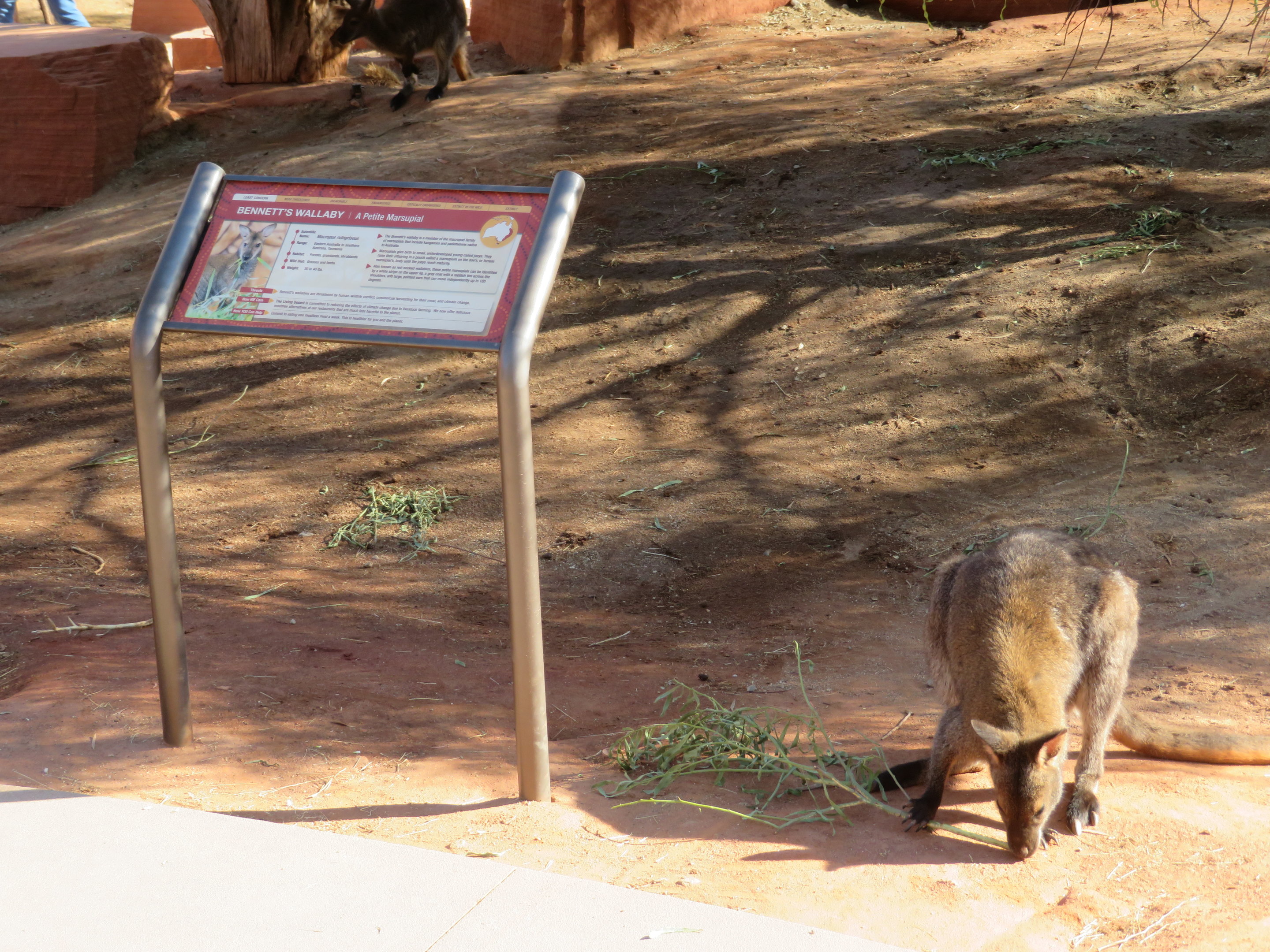 Bennett's Wallaby with Signage