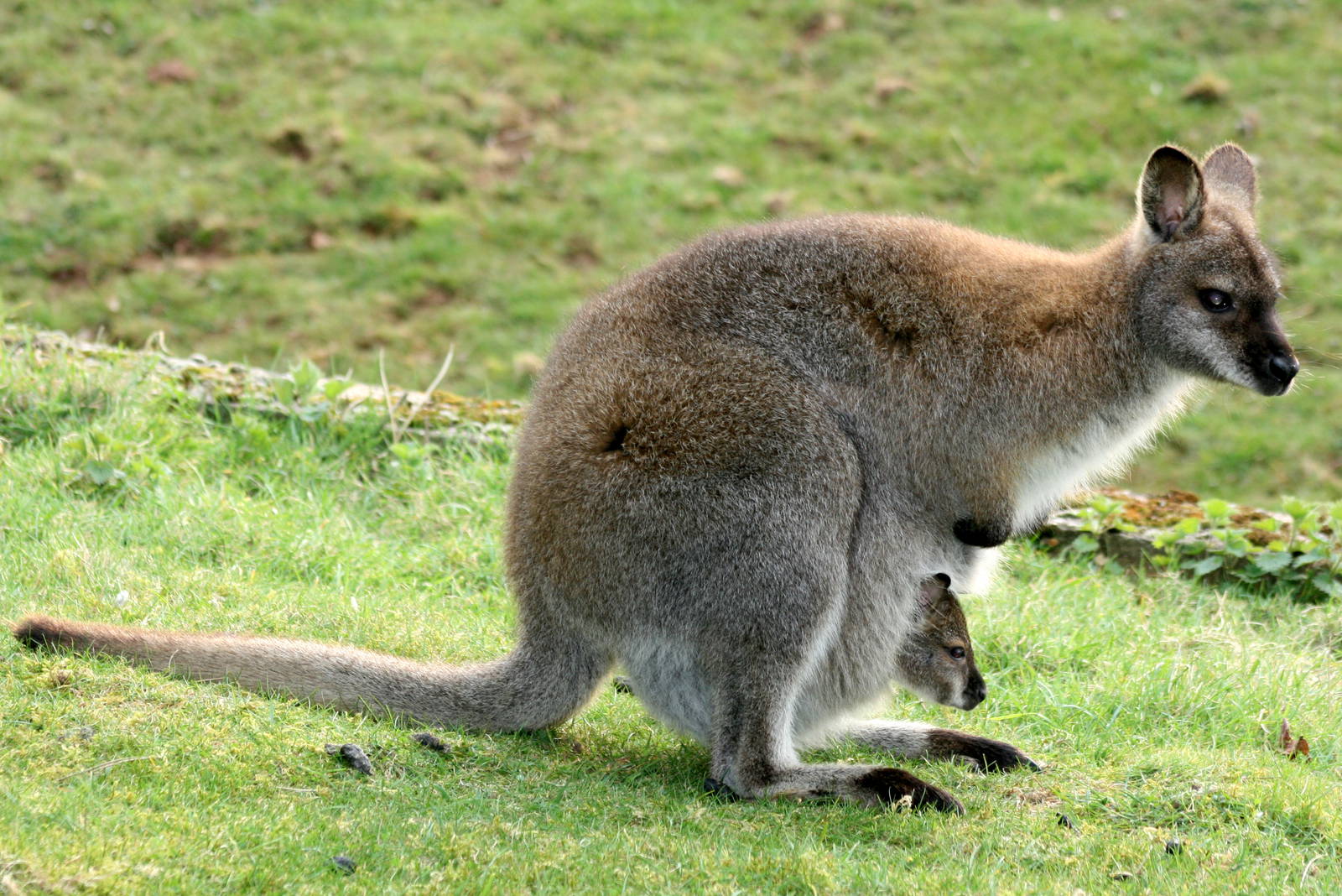 Bennett's wallaby with young in pouch; Whipsnade; 26th March 2011