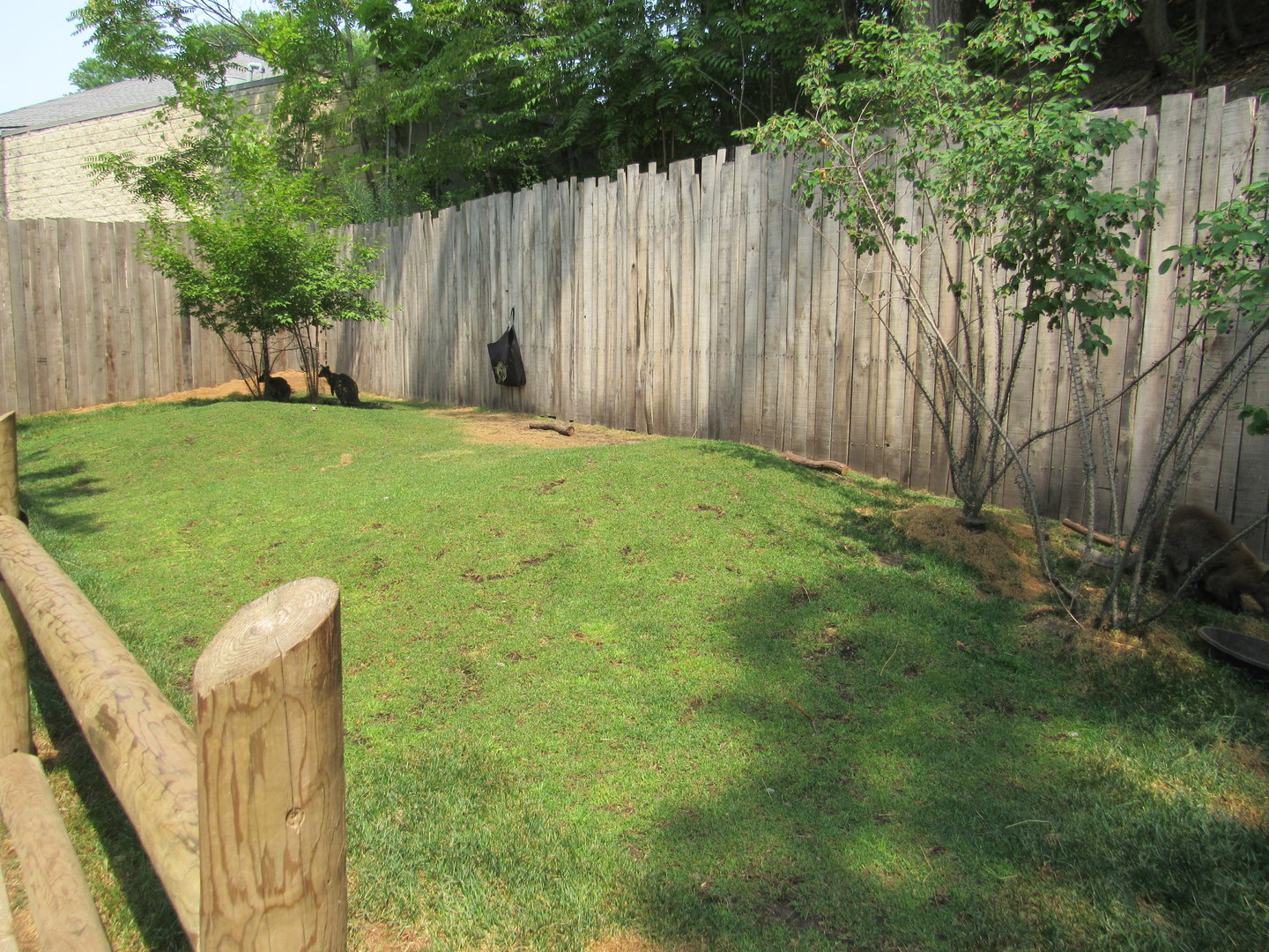 Bennett's Wallaby Yard - 6/18/23