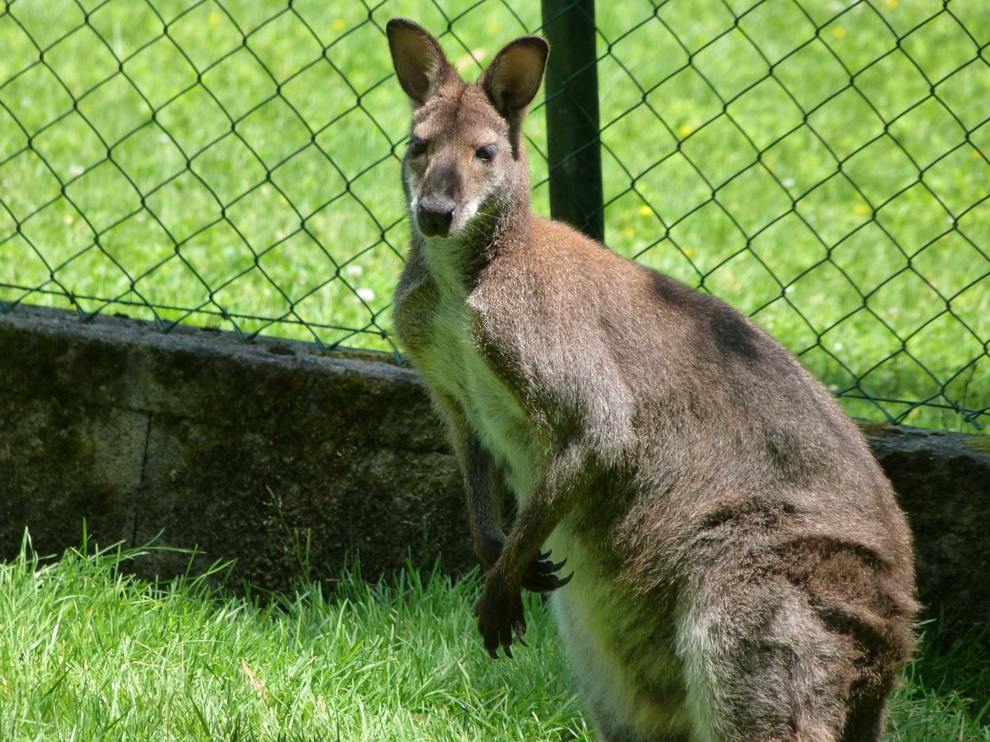 Bennett’s wallaby -Zoo d'Asson (2025)