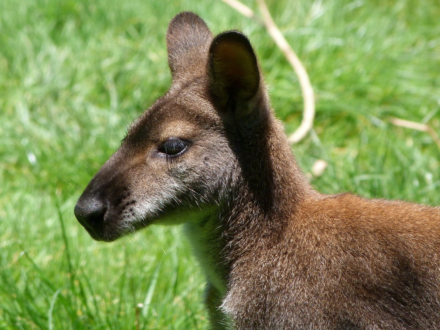 Bennett’s wallaby -Zoo d'Asson (2025)