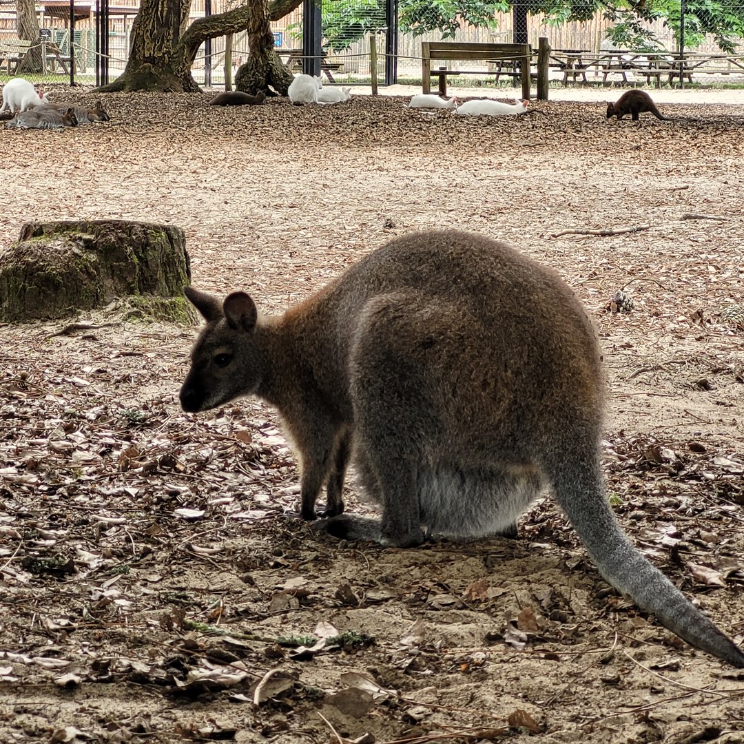 Bennett's wallaby -Zoo de Labenne (2023)