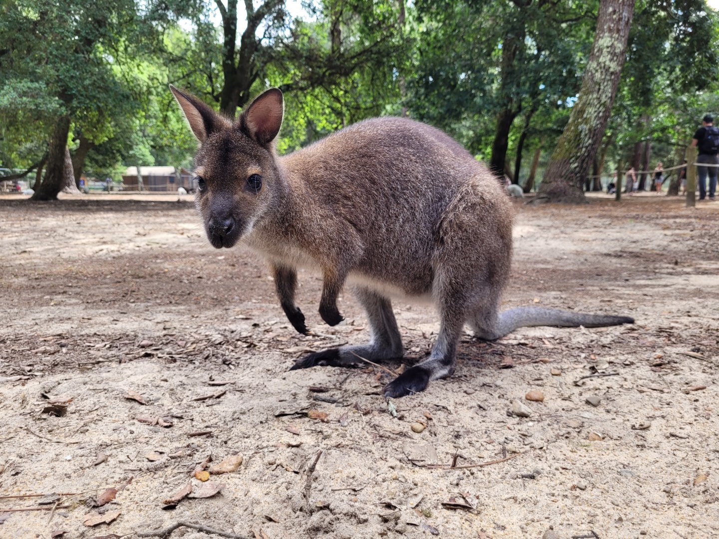 Bennett's wallaby -Zoo de Labenne (2024)