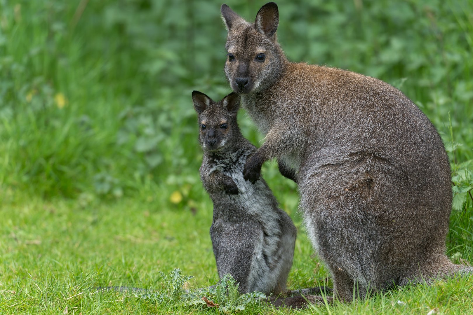 Bennett's wallaby, ZSL Whipsnade, UK